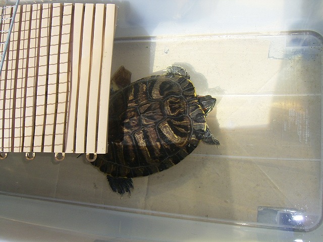 �T�o�J�����`�ʐ^�ҁi�~�h���K���̎ʐ^�j�`�Ȃ�j�v���g�o