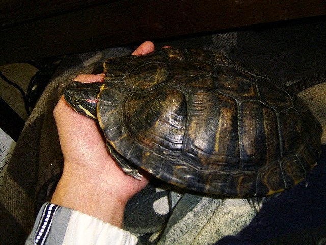 �T�o�J�����`�ʐ^�ҁi�~�h���K���̎ʐ^�j�`�Ȃ�j�v���g�o