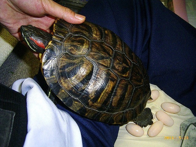 �T�o�J�����`�ʐ^�ҁi�~�h���K���̎ʐ^�j�`�Ȃ�j�v���g�o