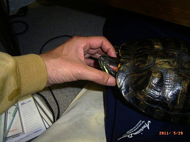 �T�o�J�����`�ʐ^�ҁi�~�h���K���̎ʐ^�j�`�Ȃ�j�v���g�o