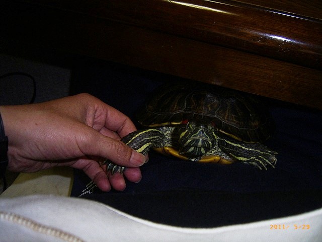 �T�o�J�����`�ʐ^�ҁi�~�h���K���̎ʐ^�j�`�Ȃ�j�v���g�o