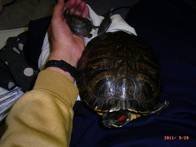 �T�o�J�����`�ʐ^�ҁi�~�h���K���̎ʐ^�j�`�Ȃ�j�v���g�o