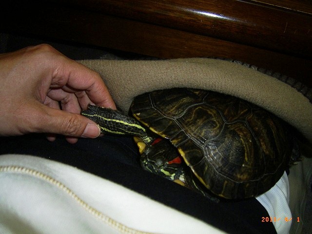 �T�o�J�����`�ʐ^�ҁi�~�h���K���̎ʐ^�j�`�Ȃ�j�v���g�o