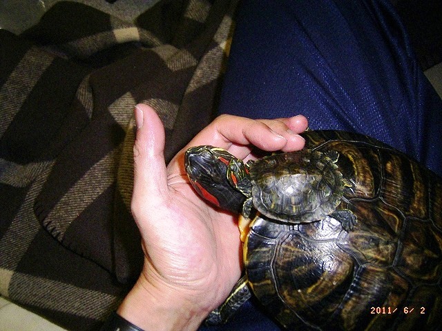 �T�o�J�����`�ʐ^�ҁi�~�h���K���̎ʐ^�j�`�Ȃ�j�v���g�o