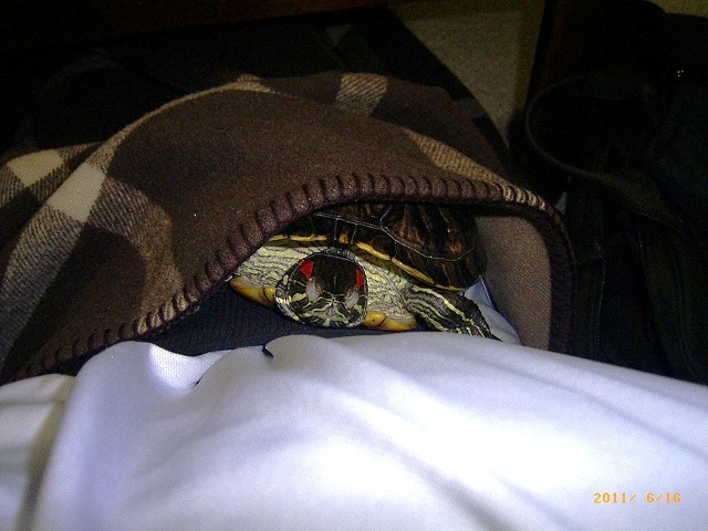 �T�o�J�����`�ʐ^�ҁi�~�h���K���̎ʐ^�j�`�Ȃ�j�v���g�o