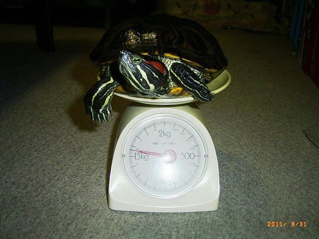 �T�o�J�����`�ʐ^�ҁi�~�h���K���̎ʐ^�j�`�Ȃ�j�v���g�o