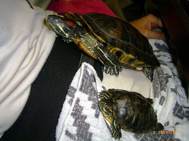 �T�o�J�����`�ʐ^�ҁi�~�h���K���̎ʐ^�j�`�Ȃ�j�v���g�o