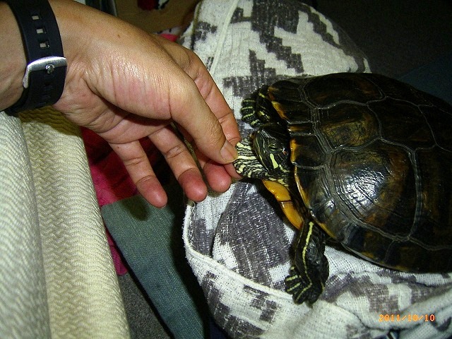 �T�o�J�����`�ʐ^�ҁi�~�h���K���̎ʐ^�j�`�Ȃ�j�v���g�o