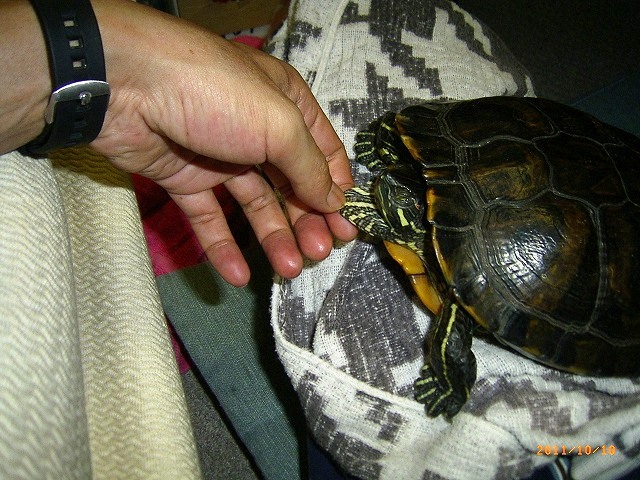 �T�o�J�����`�ʐ^�ҁi�~�h���K���̎ʐ^�j�`�Ȃ�j�v���g�o