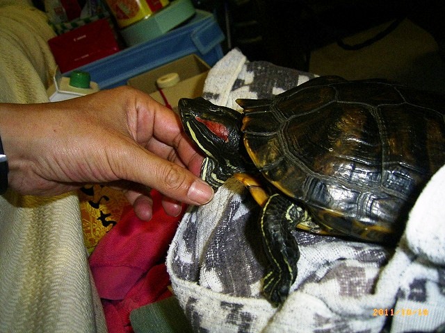 �T�o�J�����`�ʐ^�ҁi�~�h���K���̎ʐ^�j�`�Ȃ�j�v���g�o