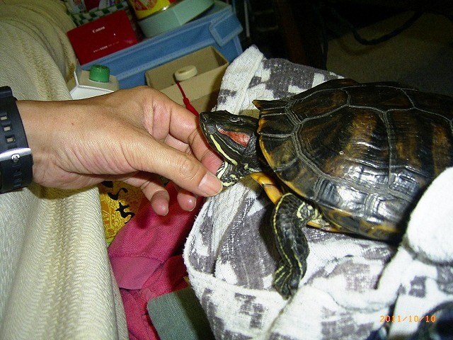 �T�o�J�����`�ʐ^�ҁi�~�h���K���̎ʐ^�j�`�Ȃ�j�v���g�o