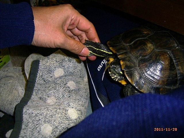 �T�o�J�����`�ʐ^�ҁi�~�h���K���̎ʐ^�j�`�Ȃ�j�v���g�o