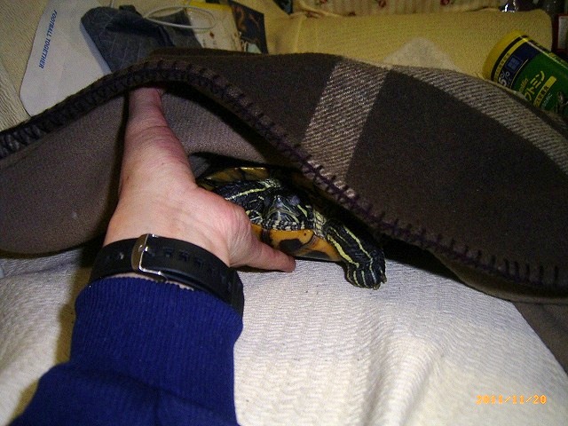 �T�o�J�����`�ʐ^�ҁi�~�h���K���̎ʐ^�j�`�Ȃ�j�v���g�o