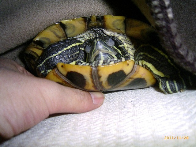 �T�o�J�����`�ʐ^�ҁi�~�h���K���̎ʐ^�j�`�Ȃ�j�v���g�o